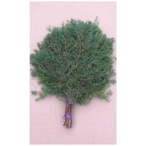 ���� ������ ��� ���� ������������, ������ �� 370 ���