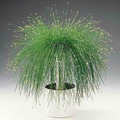   , Scirpus cernuus, , ,   433 