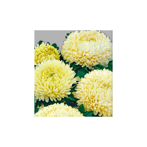 ���� ������ ����� ����� Ƹ���� (0,1 ��.), ������ �� 80 ���