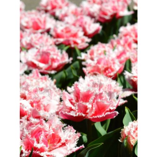 ���� �������� ������� ��������� - 10 ��., ������ �� 1053 ���