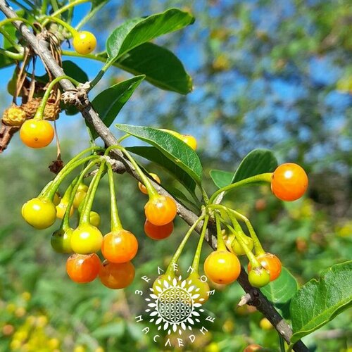    (. Vassobia breviflora) 10  Green Legacy,   330 