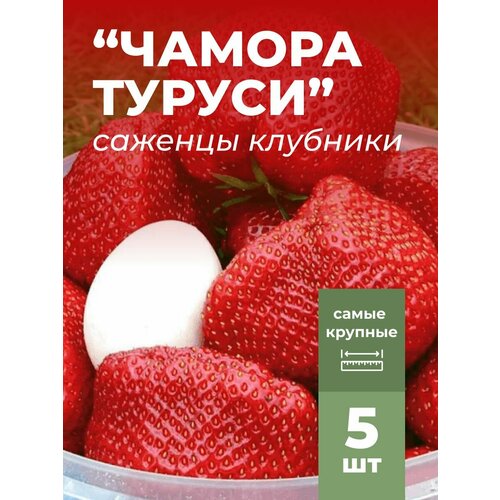 ���� �������� ����� ������������� ������ ������, �������/��������� �������� 5 ��, ������ �� 799 ���