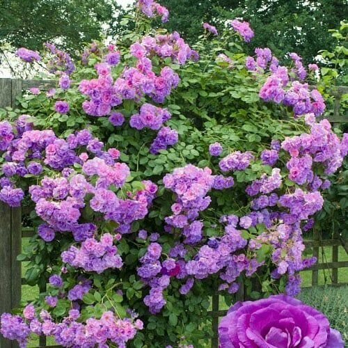 ���� ���� ��������� �����������, ������ �� 999 ���