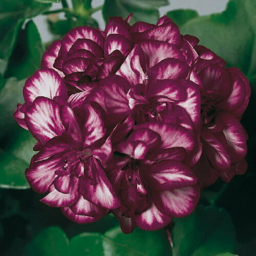 ���� ������ ���������� ������������ ��� ������� ������ 3 �� (1 �������� (O)), ������ �� 610 ���