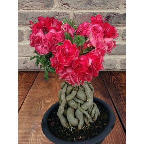 ���� ������� Entrancing, ��������������, ������, ������ �� 394 ���