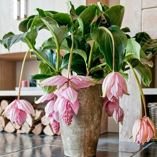 ���� ��������� ���������, Medinilla �agnifica, ������������, ������, ������ �� 428 ���