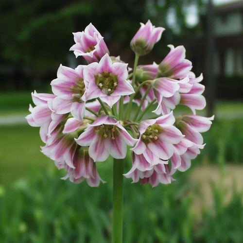 ���� ������ NECTAROSCORDUM SICULUM (5 �������), ������ �� 395 ���