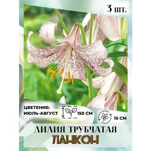 ���� ����� ���������, �������� 3 ��., ������ �� 410 ���