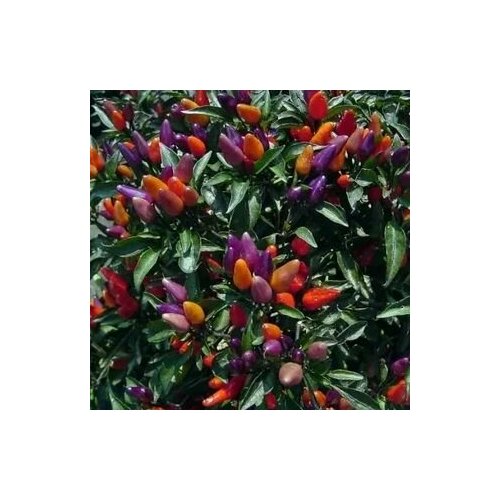 ���� ������ ������ ����� ������� ����, 5 ����� + �������, ������ �� 260 ���