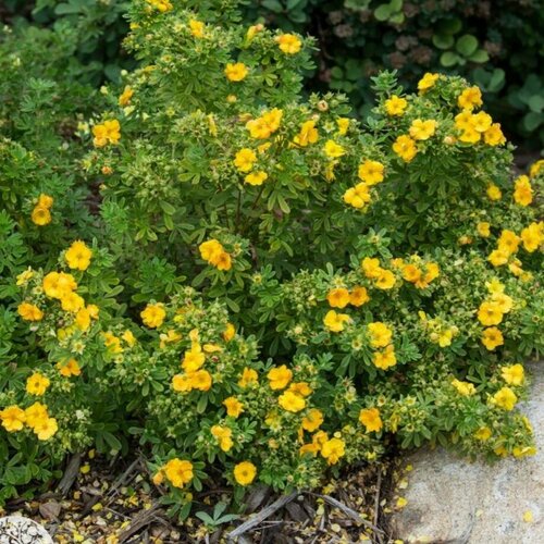    (Szkolka roslin A.M ()), 1    15-20 ,   2711 