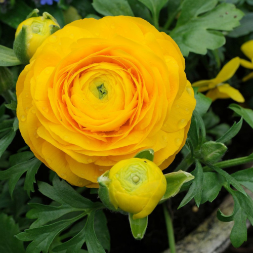 ���� �������� ������, botanica garden, ���������� ������, 10 ����, ������ �� 514 ���