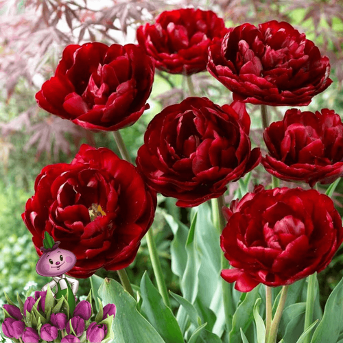   UNCLE TOM (10 ),   790 