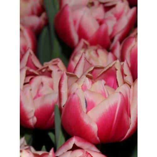 ���� �������� ������� �������� - 2 ��., ������ �� 297 ���