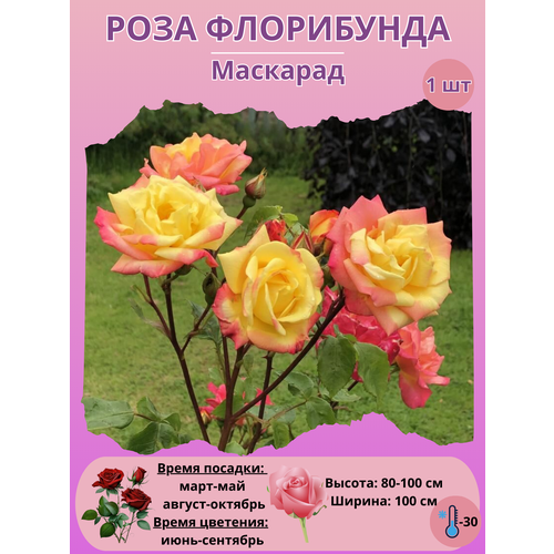 ���� ���� ���������� ��������, ����������� ����� ��� ����, ������ �� 450 ���