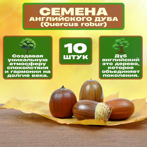 ���� ������ ���� �����������, 10 ��. ������ �������, ���������� � ���������. ��� ���� �� ����� ���������� ��������. �� ����� ������������ � ������ ������������� ��������, ��������� ������, ������ � �����., ������ �� 503 ���