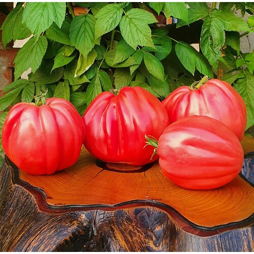       (Costoluto Colli Eugenai) / Seeds And Goods /   zip-lock   10 ,   299 