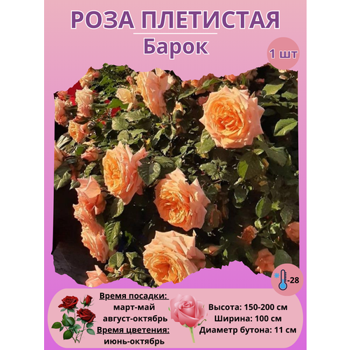 ���� ���� ��������� �����, ����������� �����, ������ �� 450 ���