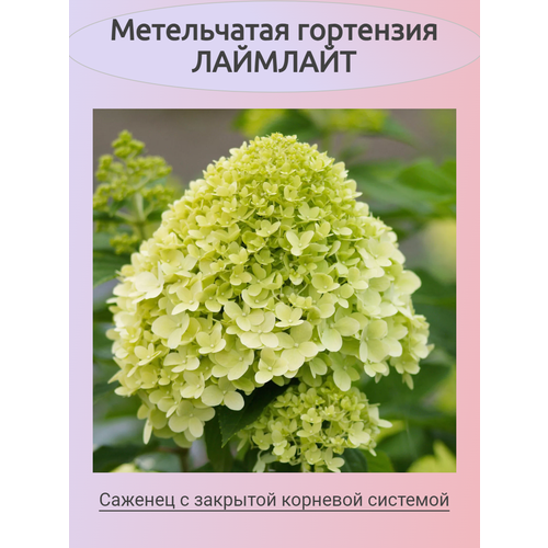 ���� ����������� ��������� ��������, ������ �� 758 ���