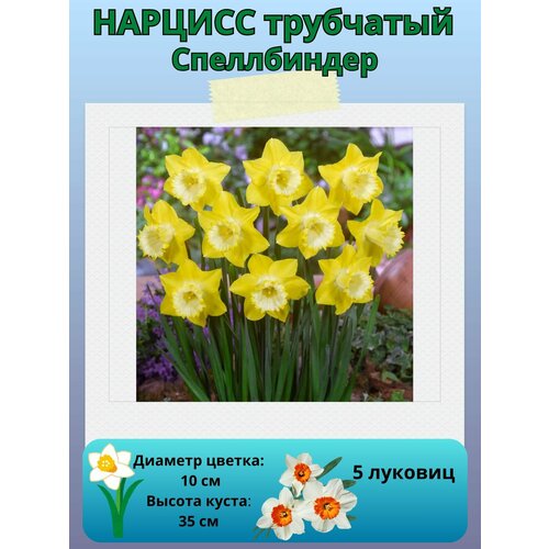 ���� ������� �����������, ����������� �����, �������� ��� ������� 5 ��, ������ �� 450 ���