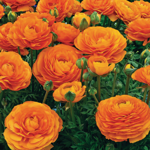   , botanica garden,  , ( 10  ),   544 