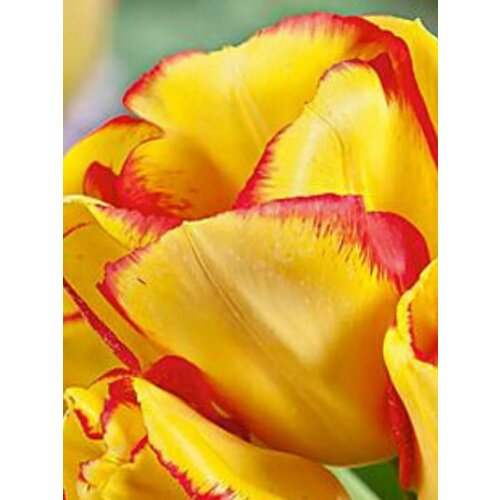 ���� �������� ������� ������� - 10 ��., ������ �� 1170 ���