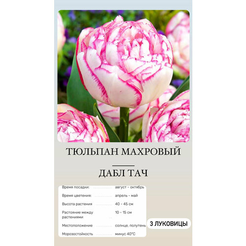 ���� ������� �������� ����������� ������, ������ �� 500 ���