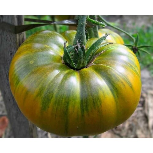 ���� ������������� ������ ����� ����������� ��������, ������ �� 104 ���