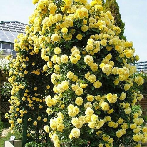 ���� ���� ��������� ������ ����� 2��, ������ �� 761 ���