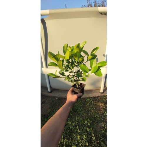 ���� ����� ���������, ������ �� 3490 ���