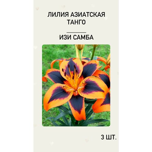 ���� �����, �������� ����������� ������, ������ �� 600 ���