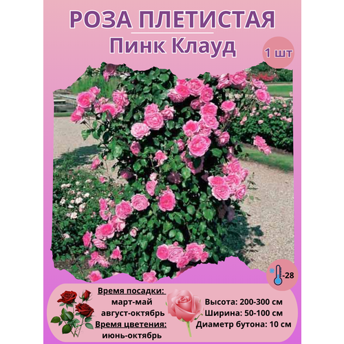 ���� ���� ��������� ���� �����, ����������� �����, ������ �� 450 ���