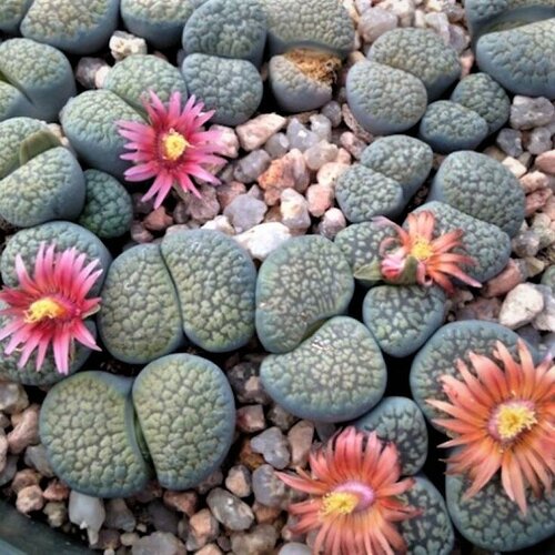     Lithops verruculosa mix 10 .,   315 