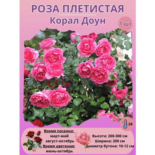 ���� ���� ��������� ����� ����, ����������� �����, ������ �� 450 ���