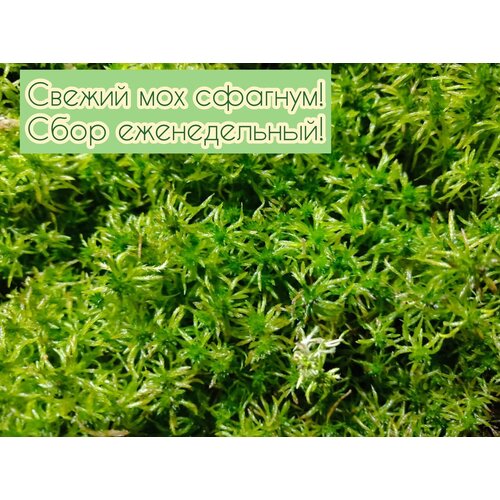 ���� ��� ������� ������������� 1 ��, 4500��., ������ �� 650 ���