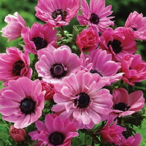   , chipollino flowers,  THE ADMIRAL (10 ),   495 