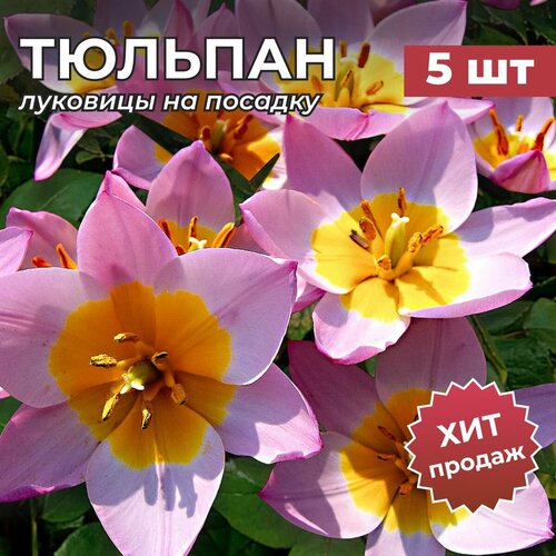 ���� �������� �������� �� ������� 