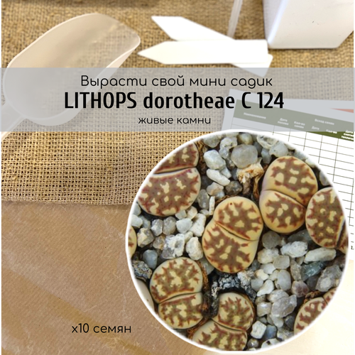    Lithops dorotheae C124  /    ,   345 
