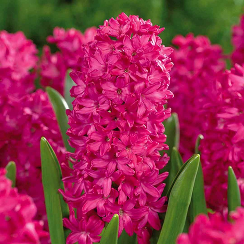 ���� ������� JAN BOS (2 ��������), ������ �� 370 ���