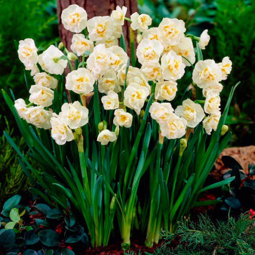   , Chipollino flowers,  BRIDAL CROWN (5 ),   505 