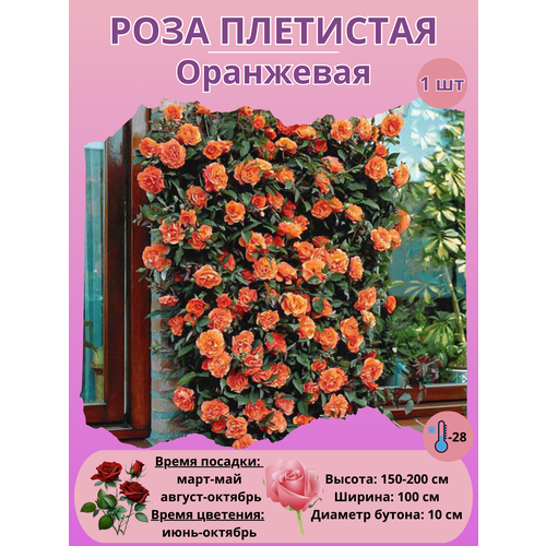 ���� ���� ��������� ���������, ����������� �����, ������ �� 450 ���