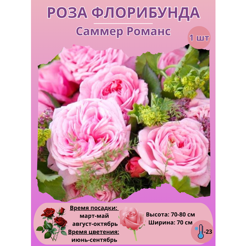 ���� ���� ���������� ������ ������, ����������� ����� ��� ����, ������ �� 450 ���