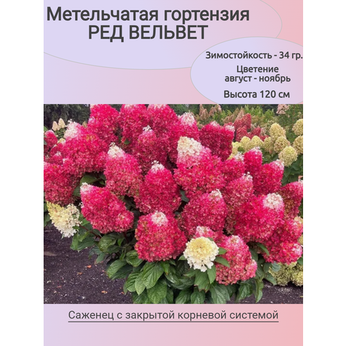 ���� ����������� ��������� ��� ������� (������� ���), ������ �� 1152 ���