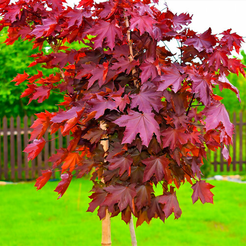 ���� ���� ������� �������, ������, 10 ��, ������ �� 385 ���