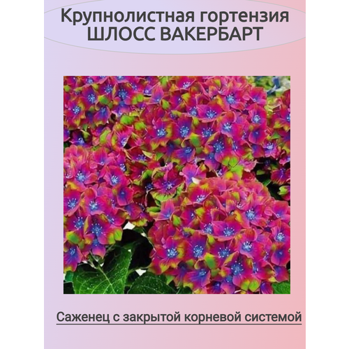 ���� ������������� ��������� ����� ��������� (�������), ������ �� 915 ���