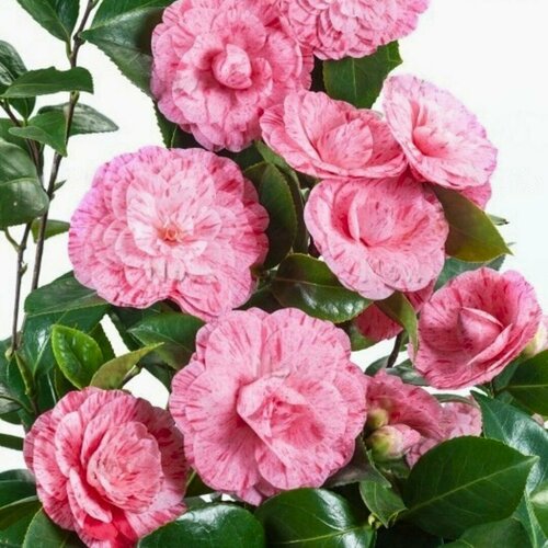 ���� ������� �������� ������ �������� (1 �������), ������ �� 1201 ���