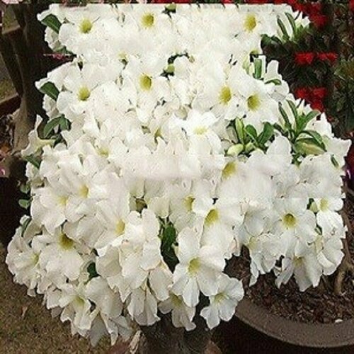 ���� �������, Adenium Obesum Desert Rose White King, ����� ������, ������, ������ �� 394 ���