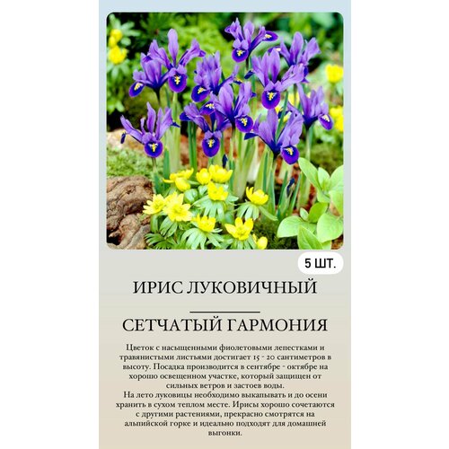 ���� ���� ���������� �������� ����������� ��������, ������ �� 500 ���