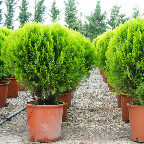 ���� ��� ��������� ���� (�����), ������, 25 ��, ������ �� 383 ���