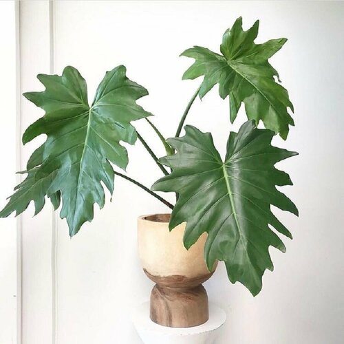 ���� ����������� �������, Philodendron Lacerum, ������, ������ �� 432 ���
