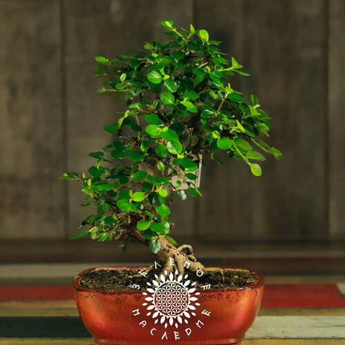 ���� ������ ��������� ������� (������) (���. Cotoneaster serotinus) 20��, ������ �� 370 ���